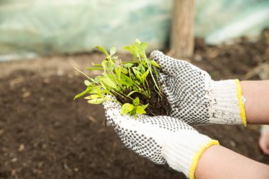 Çekmecede fidanlar. Domates filizleri. Taze yeşillik.