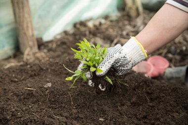 Çekmecede fidanlar. Domates filizleri. Taze yeşillik.