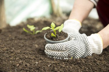 Çekmecede fidanlar. Domates filizleri. Taze yeşillik.
