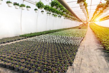 Hollanda serasında pembe güllerin endüstriyel büyümesi