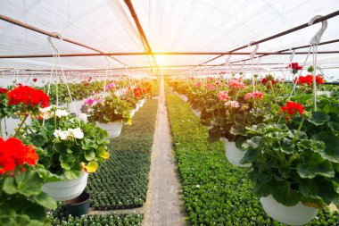 Hollanda serasında pembe güllerin endüstriyel büyümesi