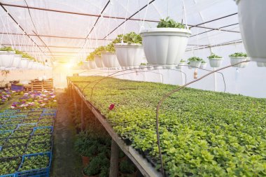 Hollanda serasında pembe güllerin endüstriyel büyümesi