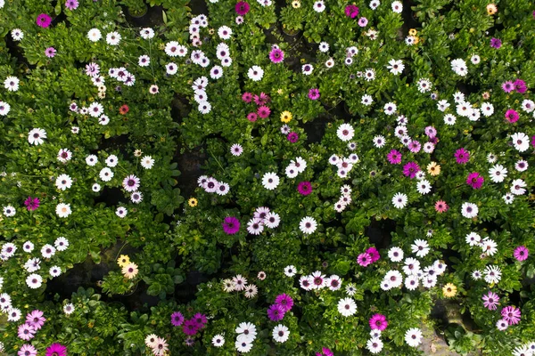 Industriële Groei Van Roze Rozen Een Nederlandse Kas — Stockfoto