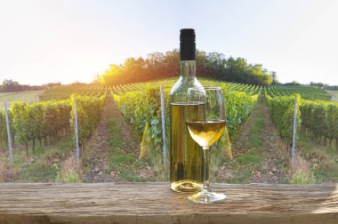 Tuscany, İtalya 'da üzüm bağında kırmızı şarap