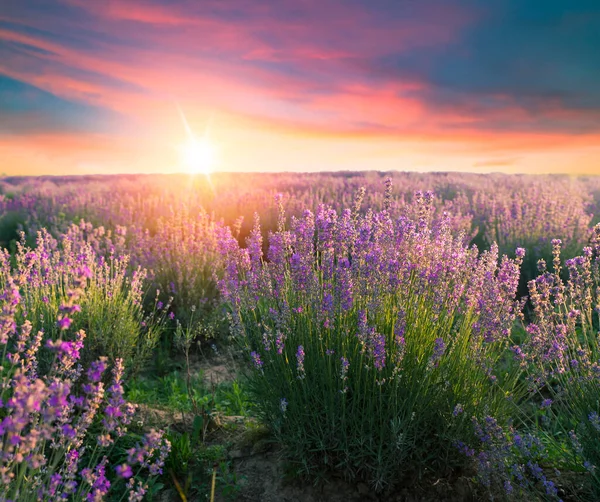 Lavendel Fält Sommar Solnedgång Landskap Med Enda Träd Nära Valensole — Stockfoto