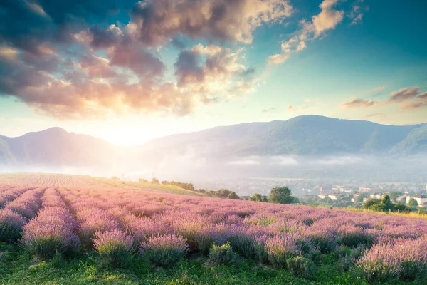 Lavender Τοπίο Πεδίο Καλοκαίρι Ηλιοβασίλεμα Ένα Δέντρο Κοντά Valensole Provence — Φωτογραφία Αρχείου