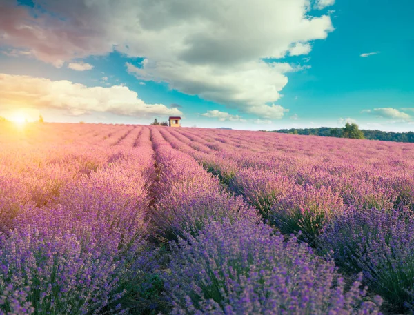 Campo Lavanda Verão Pôr Sol Paisagem Com Árvore Única Perto — Fotografia de Stock