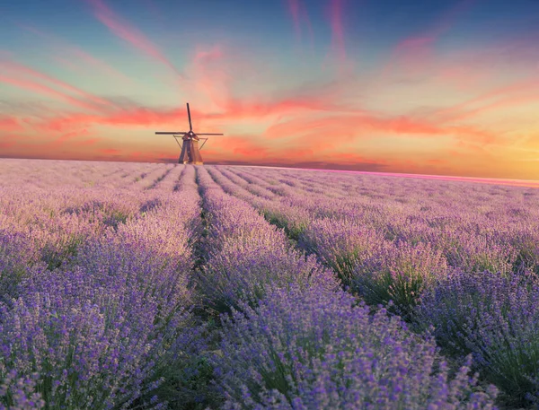 Lavendel Felt Sommer Solnedgang Landskab Med Enkelt Træ Nær Valensole - Stock-foto