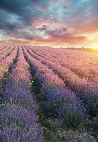 Lavendel fält sommar solnedgång landskap med enda träd nära Valensole.Provence, Frankrike — Stockfoto