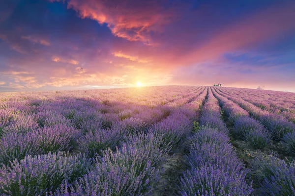 Lavendel fält sommar solnedgång landskap med enda träd nära Valensole.Provence, Frankrike — Stockfoto