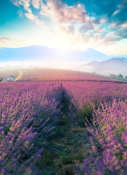 Lavendel fält sommar solnedgång landskap med enda träd nära Valensole.Provence, Frankrike — Stockfoto