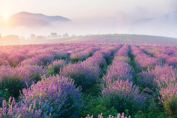 Lavanta Tarlası Yaz Günbatımı Manzarası Valenzo Yakınlarında Tek Bir Ağaç — Stok fotoğraf