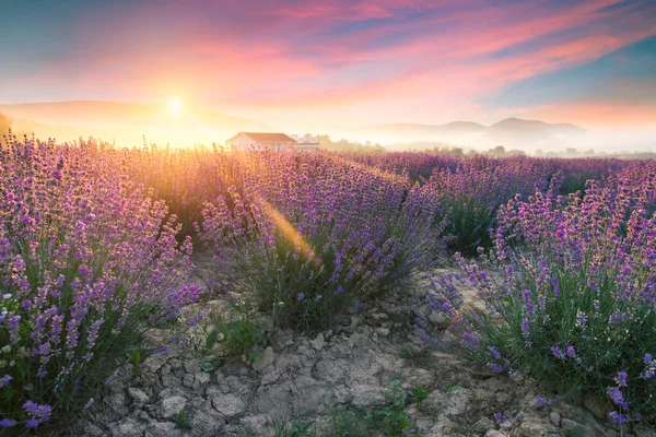 Lavender Τοπίο Πεδίο Καλοκαίρι Ηλιοβασίλεμα Ένα Δέντρο Κοντά Valensole Provence — Φωτογραφία Αρχείου