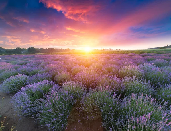 Provence Deki Violet Lavanta Tarlası Lavanda Memurları — Stok fotoğraf