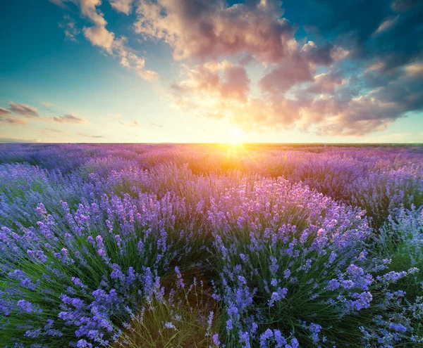Violett Lavendelfält Provence Lavanda Officinalis — Stockfoto