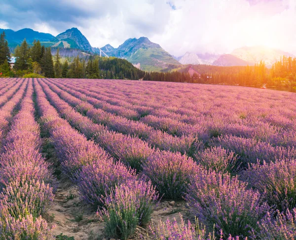 Violett Lavendelfält Provence Lavanda Officinalis — Stockfoto