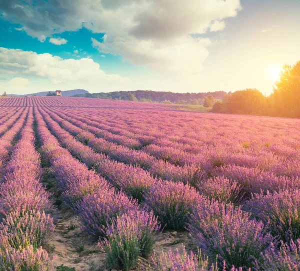 Champ Lavande Violette Provence Lavanda Officinalis — Photo