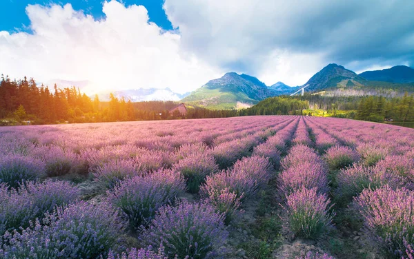 Violett Lavendelfält Provence Lavanda Officinalis — Stockfoto