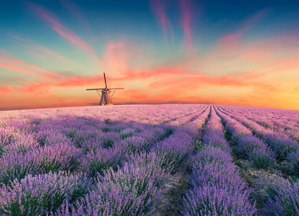 Lavendel Fält Sommar Solnedgång Landskap Nära Valensole Provence Frankrike — Stockfoto