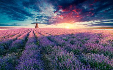 Lavanta tarlası yaz günbatımı manzarası Valenzo yakınlarında. Provence, Fransa