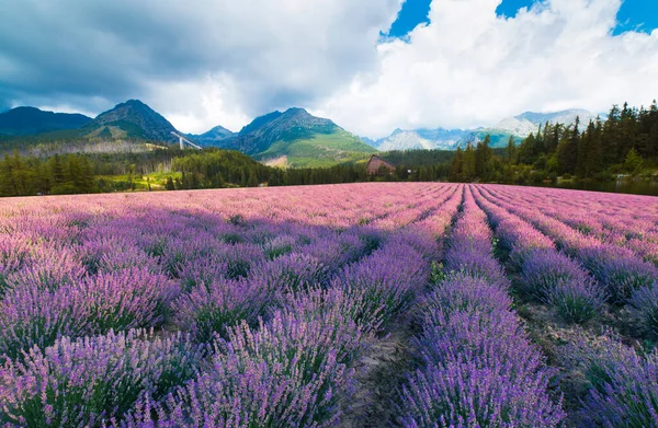 Lavender Τοπίο Πεδίο Καλοκαίρι Ηλιοβασίλεμα Κοντά Valensole Provence Γαλλία — Φωτογραφία Αρχείου