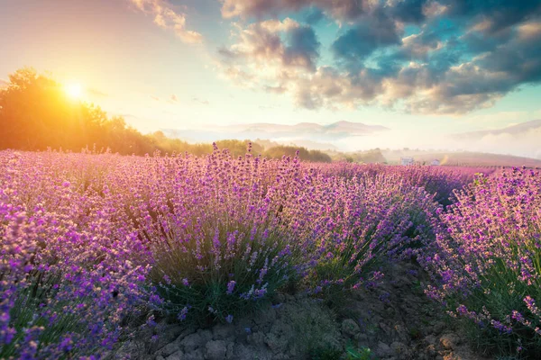 Lavanta Tarlası Yaz Günbatımı Manzarası Valenzo Yakınlarında Provence Fransa — Stok fotoğraf