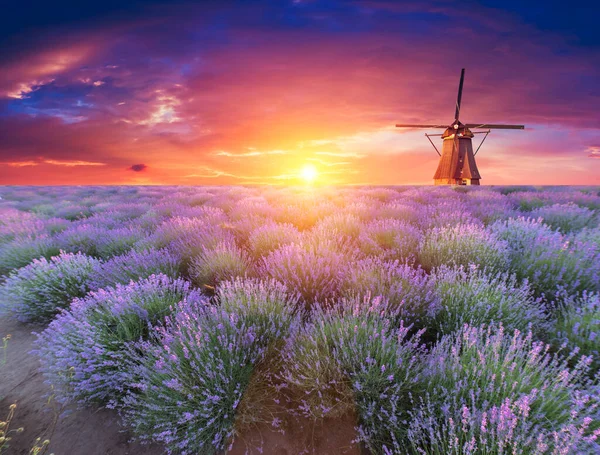 Lavendel Fält Sommar Solnedgång Landskap Nära Valensole Provence Frankrike — Stockfoto