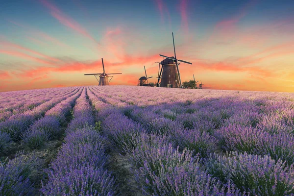 Lavendel Fält Sommar Solnedgång Landskap Nära Valensole Provence Frankrike — Stockfoto