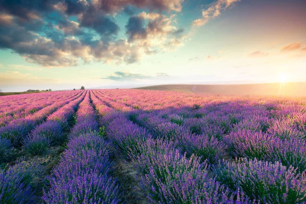 Campo Lavanda Verano Puesta Del Sol Paisaje Cerca Valensole Provence — Foto de Stock