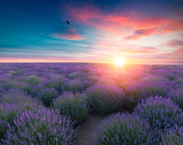 Lavender Lapangan Matahari Terbenam Musim Panas Lanskap Dekat Valensole Provence — Stok Foto