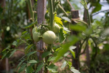 Bir seranın dalında yetişen olgun domatesler. Boşluğu kopyala