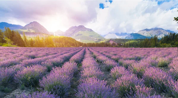 Gün Batımında Sault Provence France Yakınlarında Lavanta Tarlalarının Güzel Manzarası — Stok fotoğraf