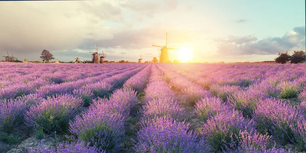 Vackert Landskap Lavendelfält Vid Solnedgången Nära Sault Provence Frankrike — Stockfoto