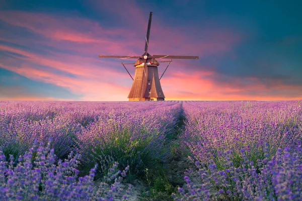 Gün Batımında Sault Provence France Yakınlarında Lavanta Tarlalarının Güzel Manzarası — Stok fotoğraf