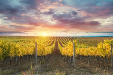 Tuscany, İtalya 'da üzüm bağında kırmızı şarap