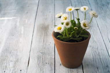 Yaz ya da bahar Papatya çiçekli güzel bahçe