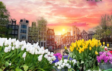 Hollanda, Amsterdam 'daki eski tarihi evler ve ağaçların cepheleri. Yüksek kalite fotoğraf