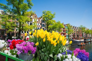 Hollanda, Amsterdam 'daki eski tarihi evler ve ağaçların cepheleri. Yüksek kalite fotoğraf