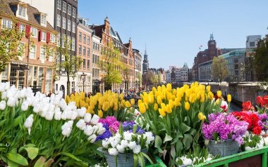 Hollanda, Amsterdam 'daki eski tarihi evler ve ağaçların cepheleri. Yüksek kalite fotoğraf