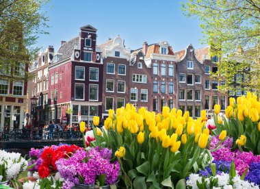 Hollanda, Amsterdam 'daki eski tarihi evler ve ağaçların cepheleri. Yüksek kalite fotoğraf