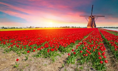 Laleli manzara, geleneksel yel değirmenleri ve Zaanse Schans, Hollanda, Avrupa 'daki kanal yakınlarındaki evler. Yüksek kalite fotoğraf