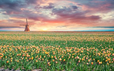 Gün batımında, yel değirmeni arka planıyla aydınlatılan ayçiçekleri. Gün batımında canlı ayçiçeği tarlası ve arka planda yel değirmeni