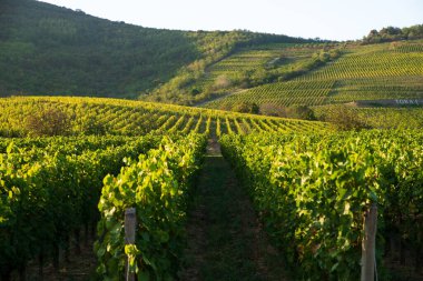 Yuvarlanan üzüm bağı sıraları güneşli yamaçlara doğru uzanıyor, öğleden sonra ışığı düzgün sarmaşık dizilimini vurguluyor, yemyeşil sarmaşıklar