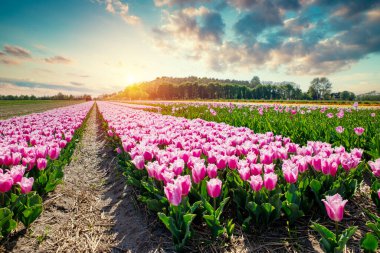 Dramatik akşam gökyüzü olan renkli lale tarlaları. Çarpıcı gün batımı ve uzak yel değirmeninin altında yoğun morarma var.