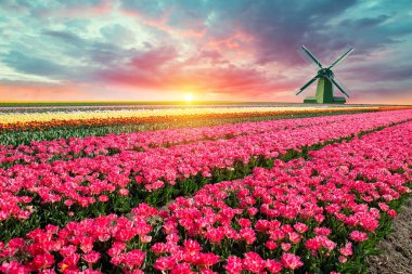Dramatik akşam gökyüzü olan renkli lale tarlaları. Çarpıcı gün batımı ve uzak yel değirmeninin altında yoğun morarma var.
