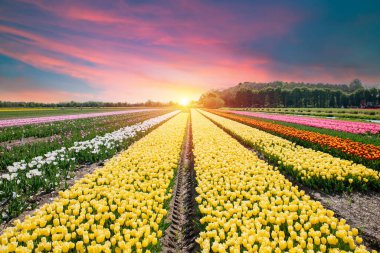 Dramatik akşam gökyüzü olan renkli lale tarlaları. Çarpıcı gün batımı ve uzak yel değirmeninin altında yoğun morarma var.