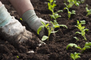 Genç bitkileri nakleden erkek eli görüntüsü