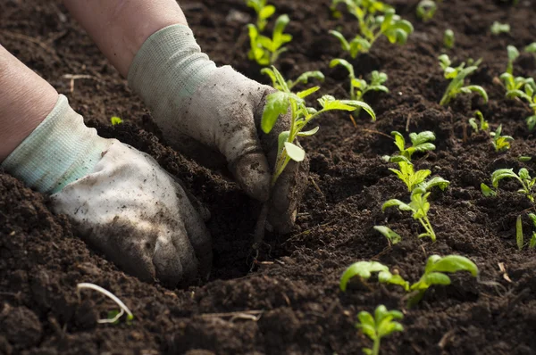 Image de mains mâles transplantant une jeune plante — Photo