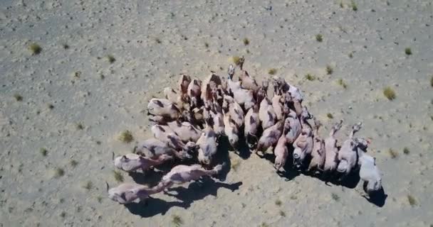 Uma manada de camelos bactrianos no deserto na Mongólia vista superior — Vídeo de Stock