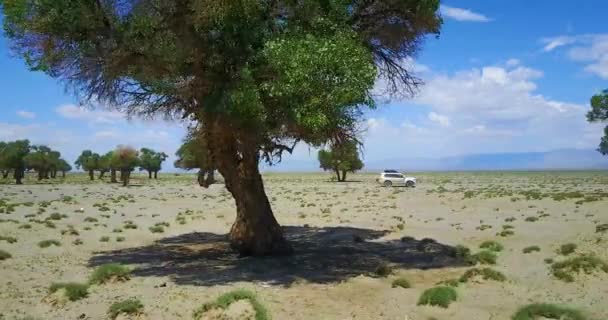 Cars driving along a desert through trees in Mongolia — Stock Video